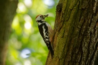 Strakapoud prostredni - Dendrocopos medius - Middle Spotted Woodpecker 2957